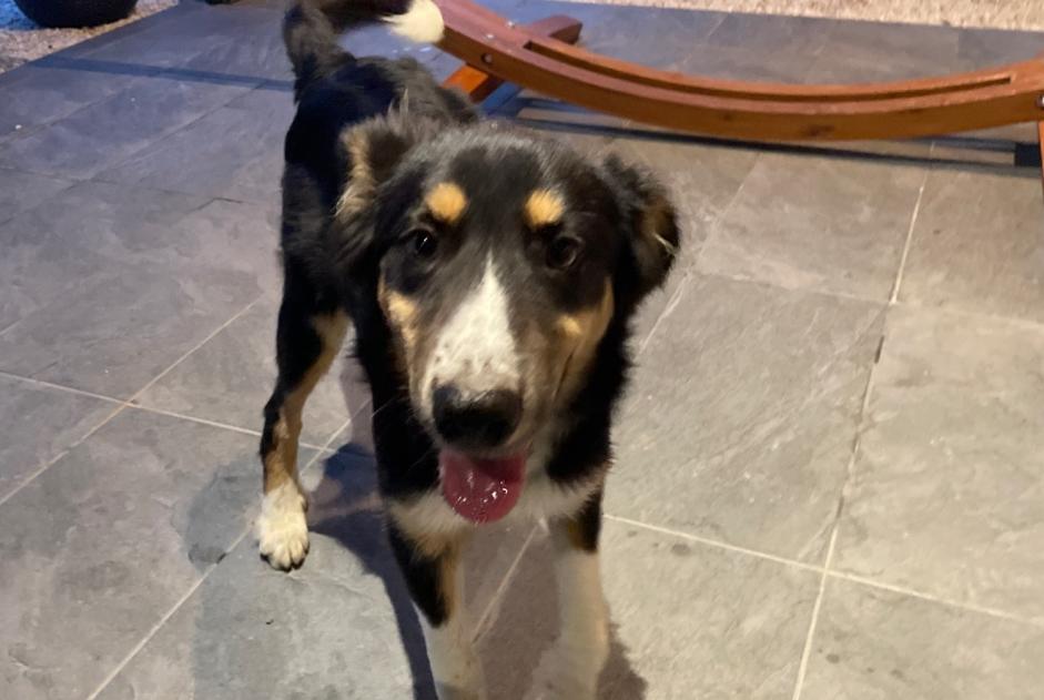 Discovery alert Dog miscegenation  Female Les Pujols France